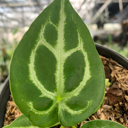 Anthurium Silver Blush x Forgetii