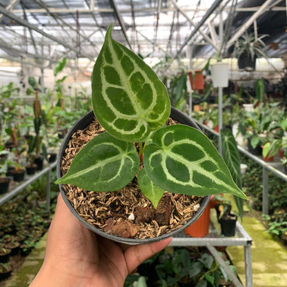anthurium forgetii silver Anthurium Silver Blush x Forgetii – Greenspaces.id