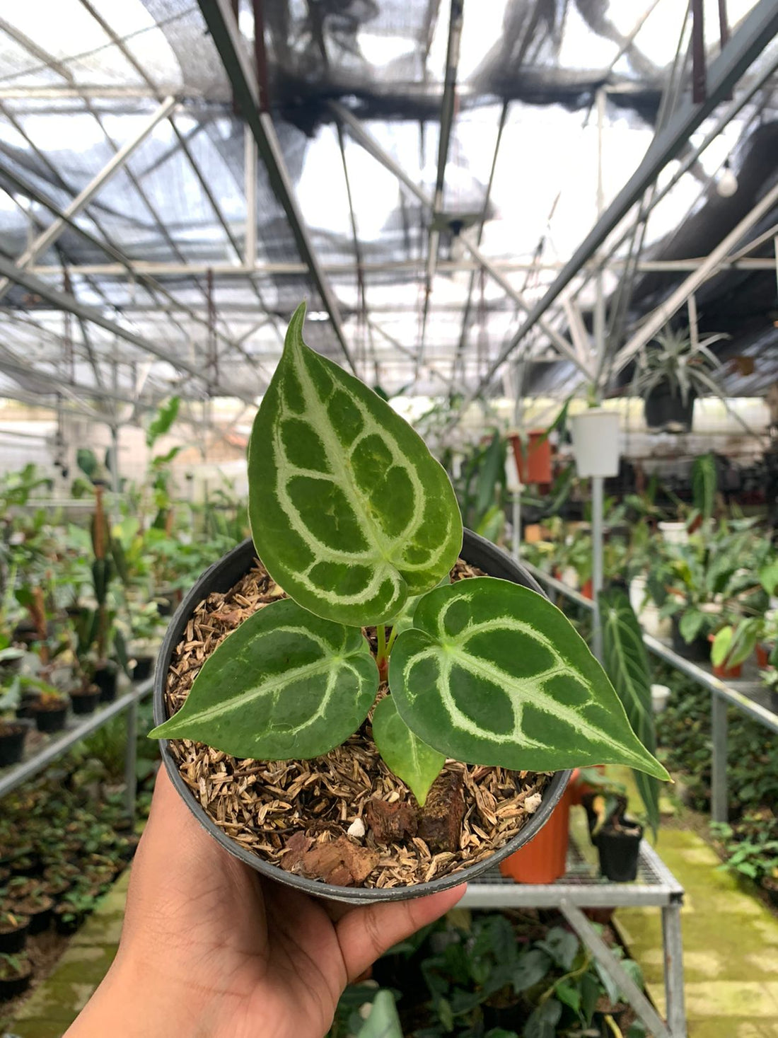 Anthurium Silver Blush x Forgetii