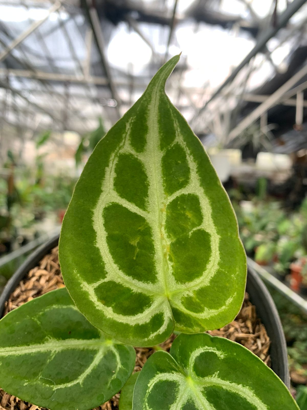 Anthurium Silver Blush x Forgeti