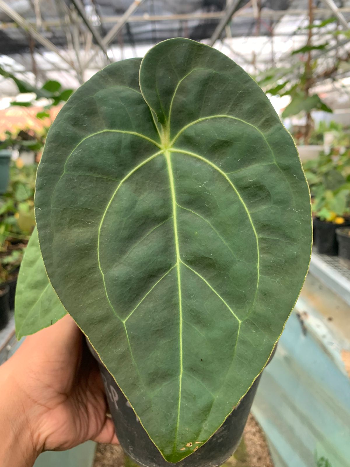 Anthurium Luxurian x Forgeti