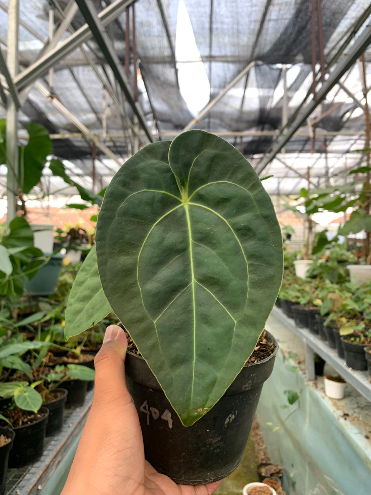 Anthurium Luxurian x Forgeti