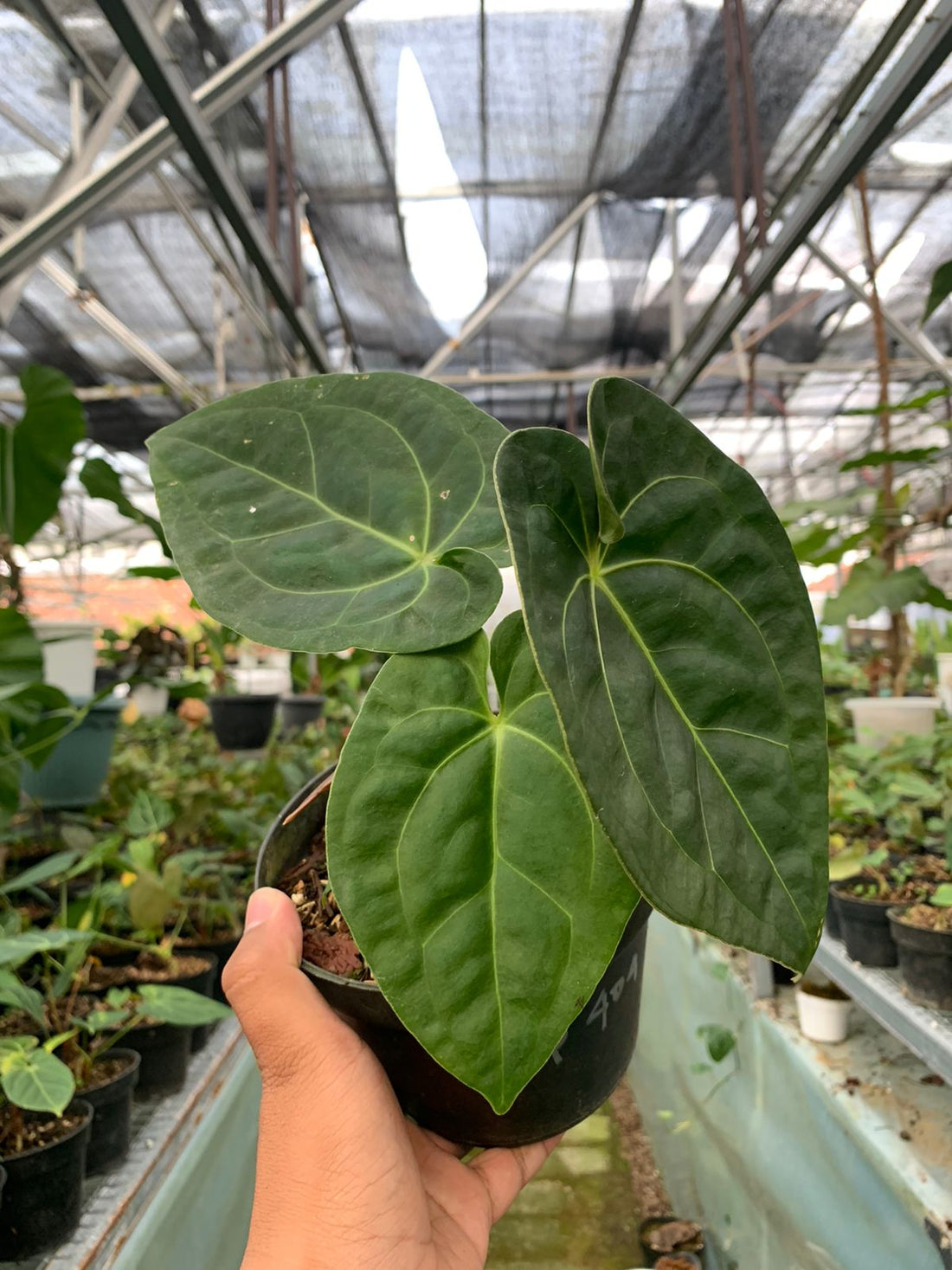 Anthurium Luxurian x Forgeti