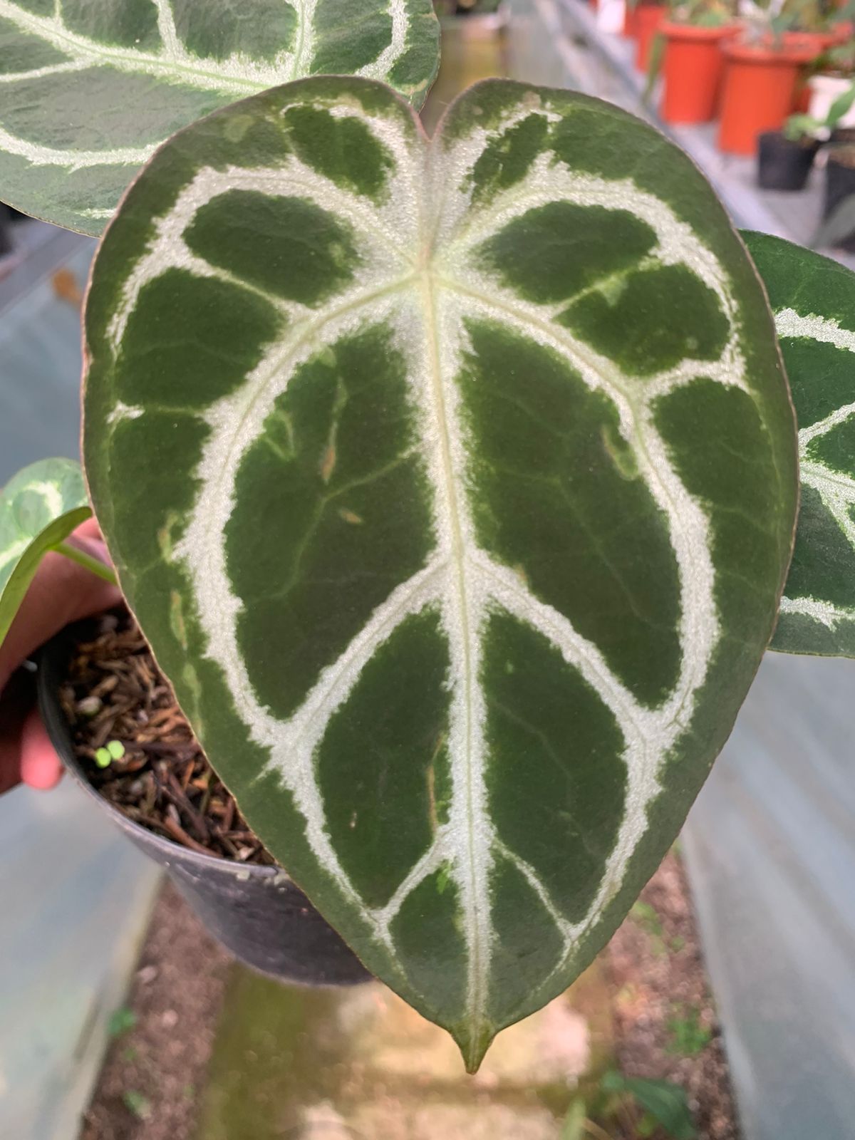 anthurium forgeti Anthurium Crystalinum x Forgeti