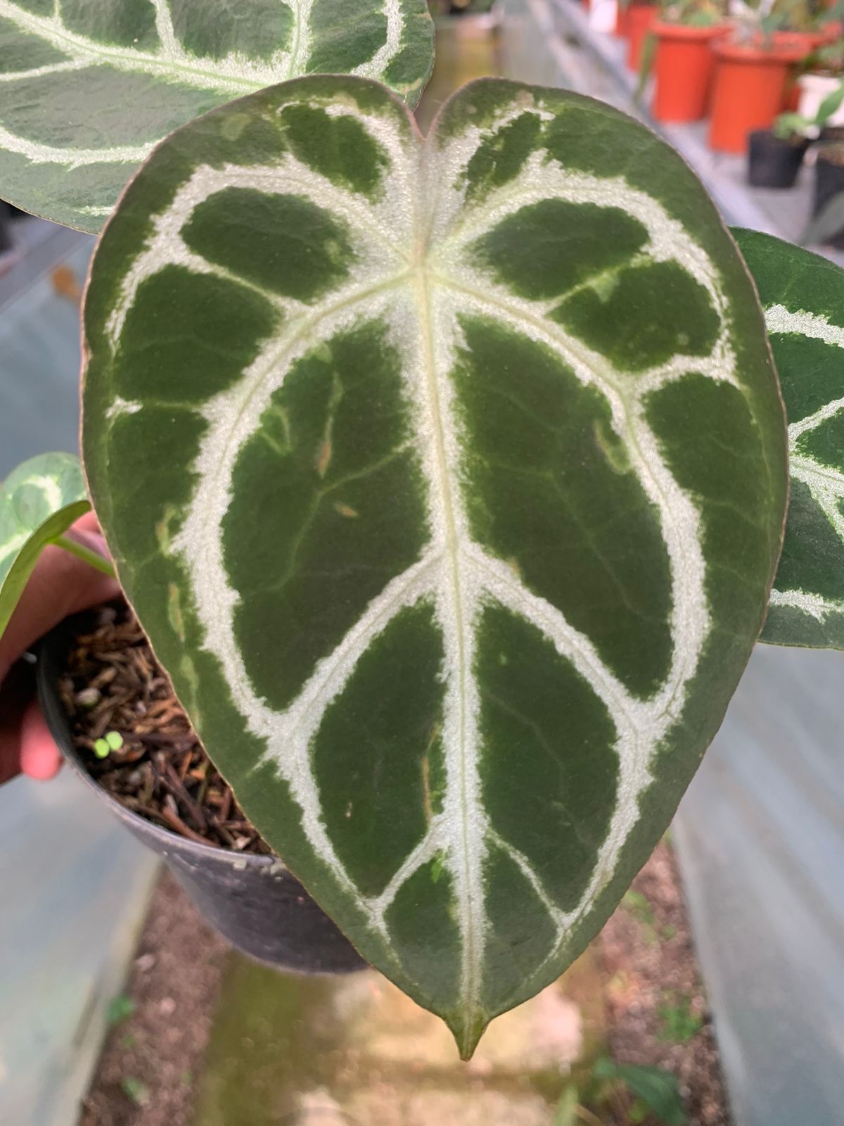 Anthurium Crystalinum X Forgeti