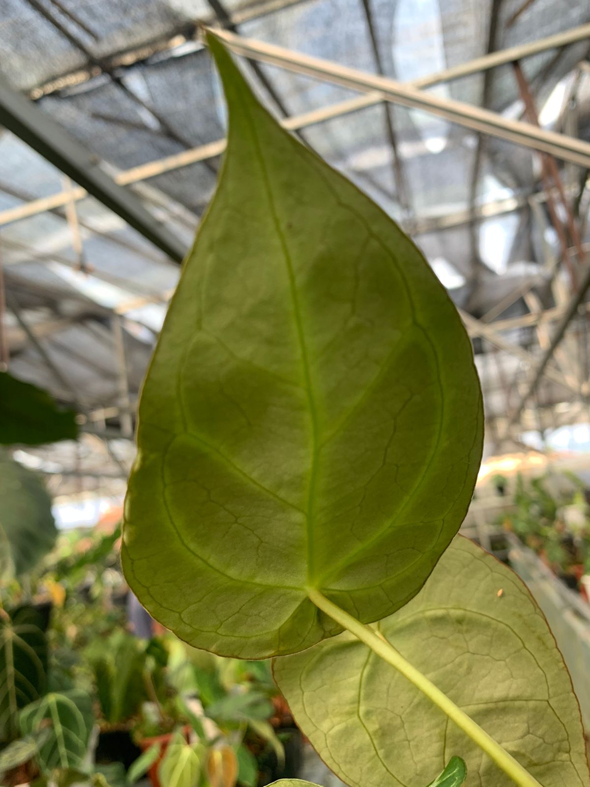 anthurium forgeti Anthurium Crystalinum x Forgeti