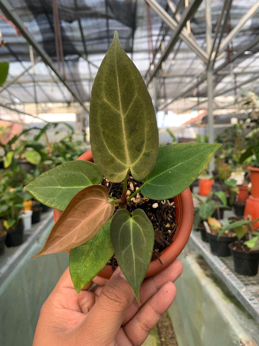 Anthurium Papilaminum Variegated Mint