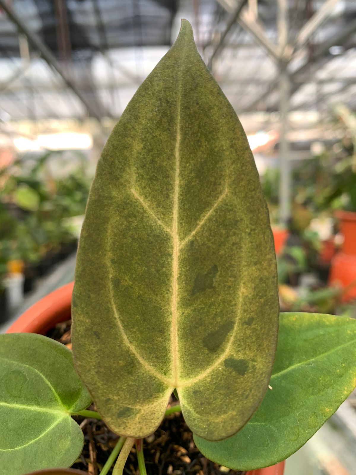 Anthurium Papilaminum Variegated Mint