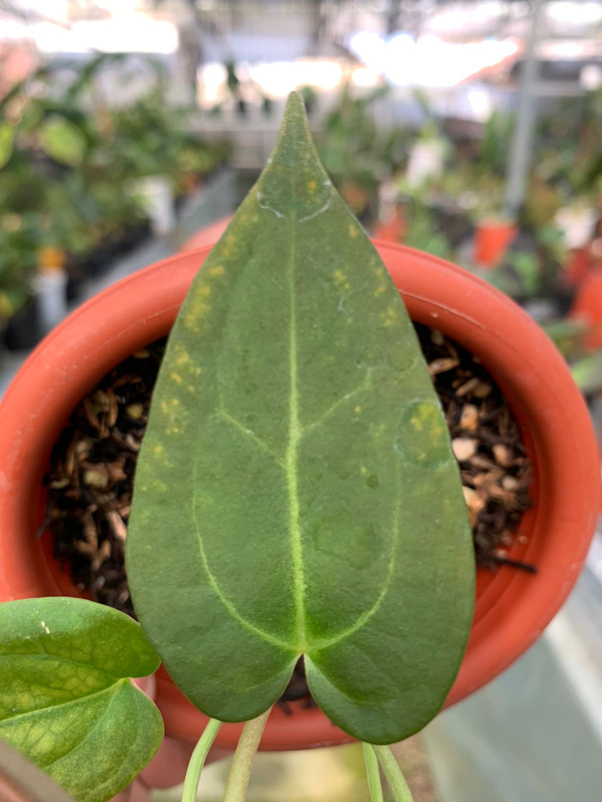 Anthurium Papilaminum Variegated Mint