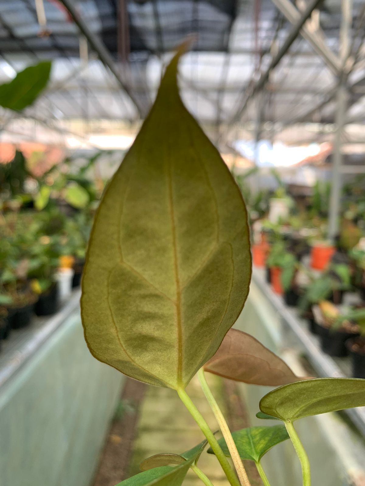 Anthurium Papilaminum Variegated Mint