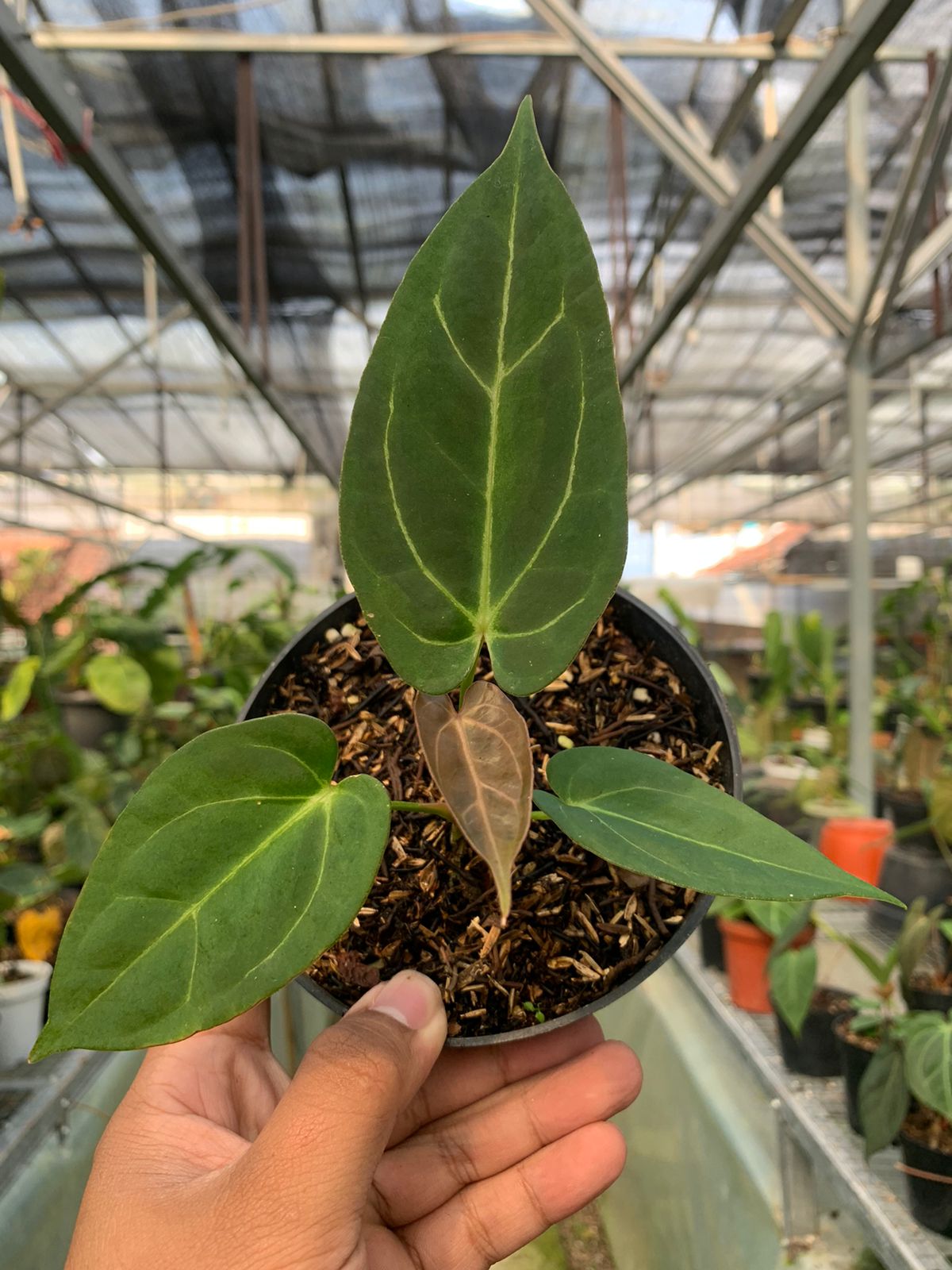 Anthurium Red Spider x Papilaminum