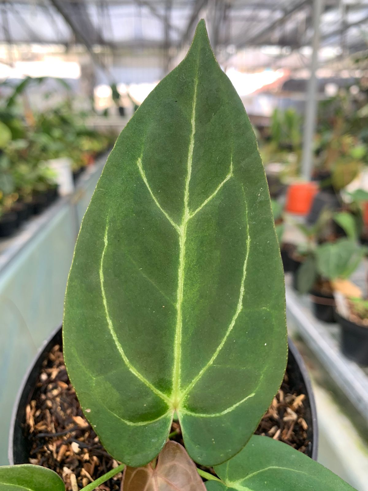 Anthurium Red Spider x Papilaminum