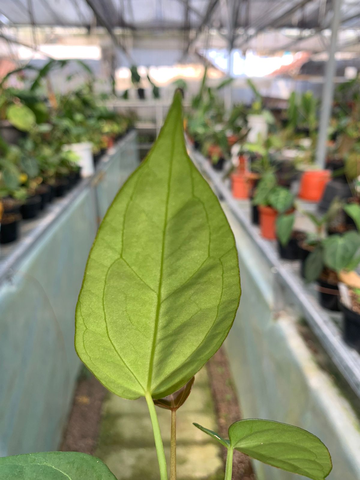 Anthurium Red Spider x Papilaminum