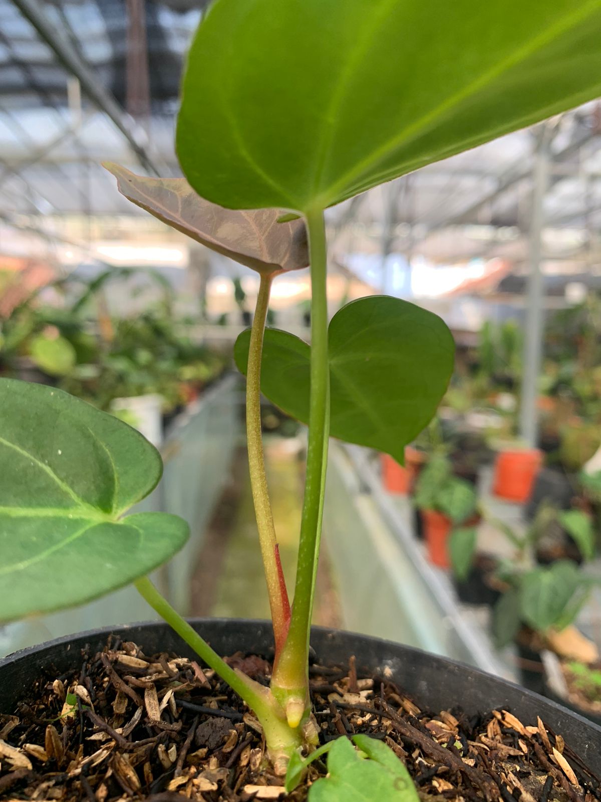 Anthurium Red Spider x Papilaminum