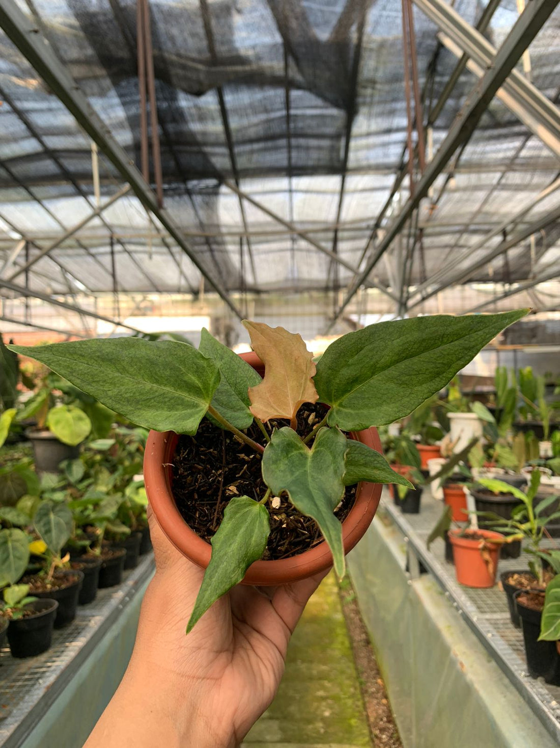 🎁 Anthurium Luxurian Indo x Papillilaminum (100% off)