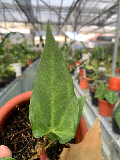 Anthurium Luxurian Indo x Papillilaminum