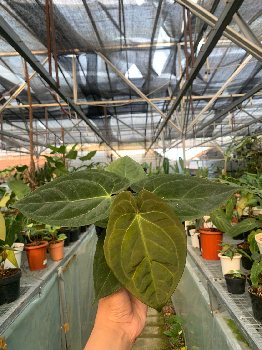 Anthurium Papilaminum x Villenaorum