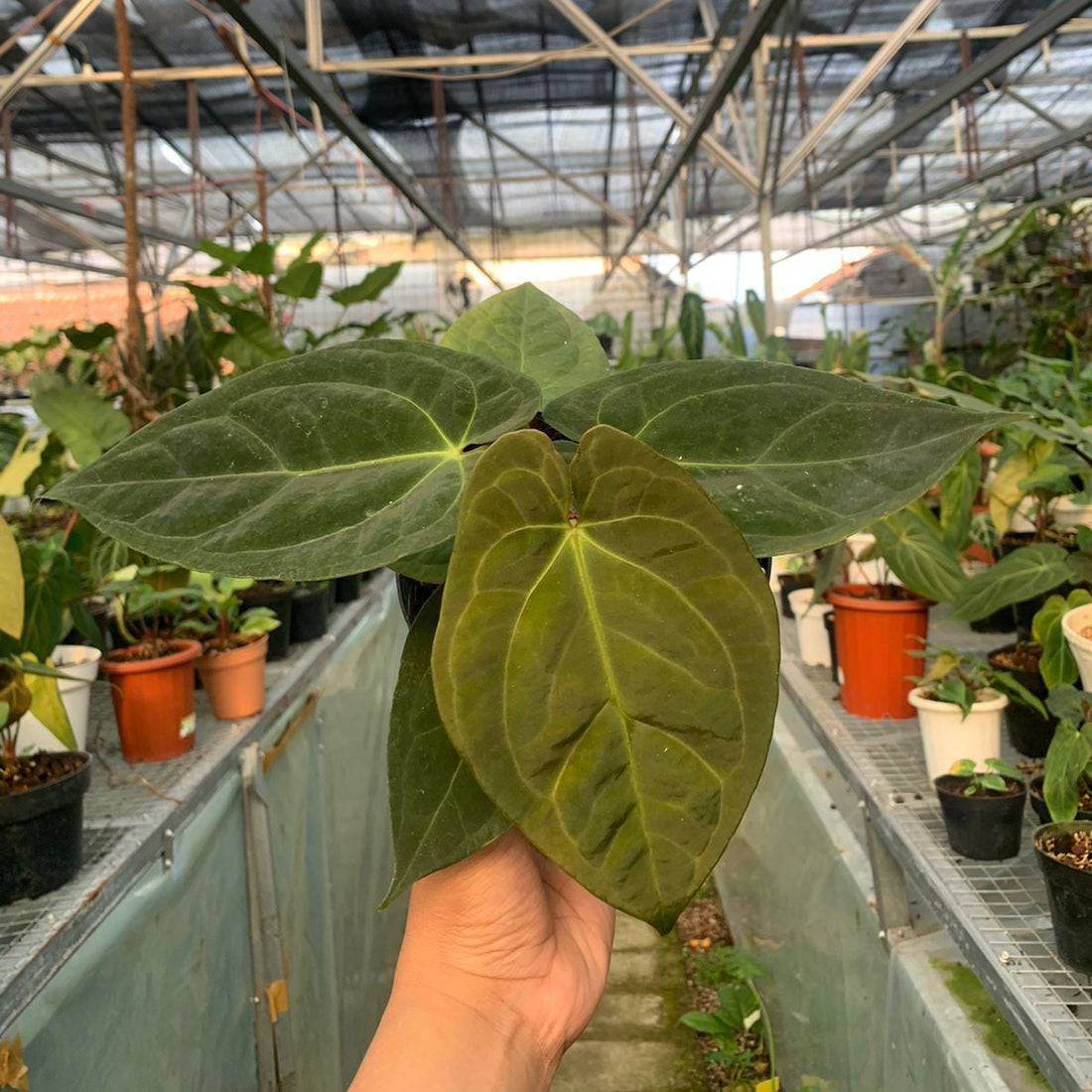 🎁 Anthurium Papilaminum x Villenaorum (100% off)