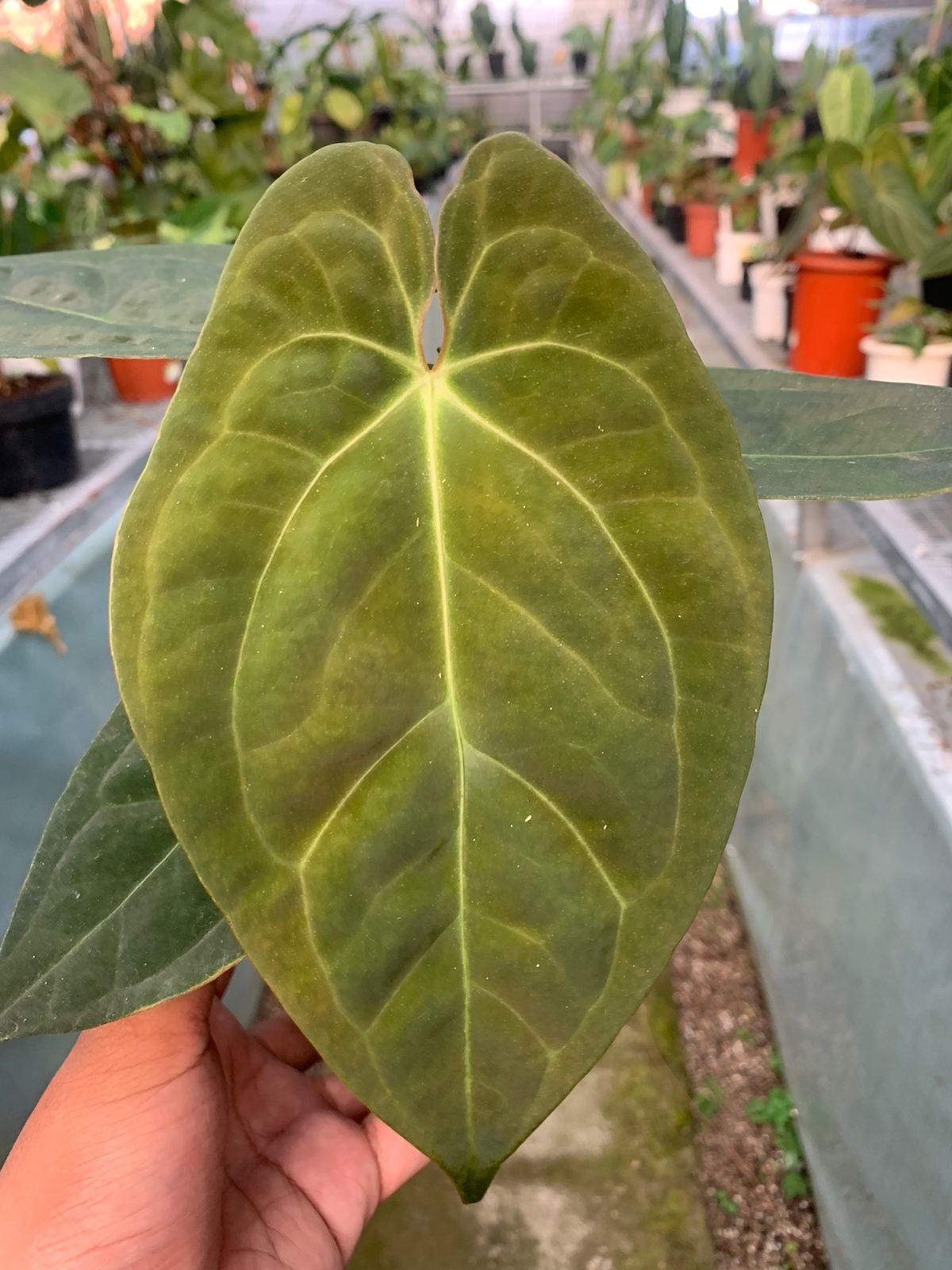 Anthurium Papilaminum x Villenaorum