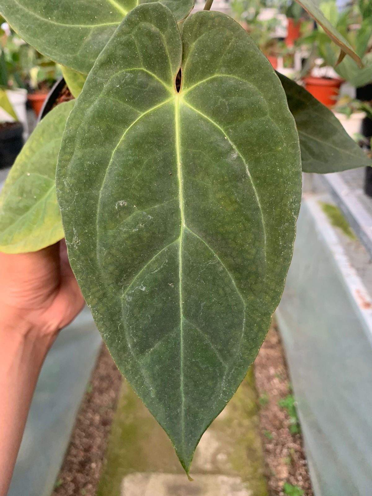 Anthurium Papilaminum x Villenaorum