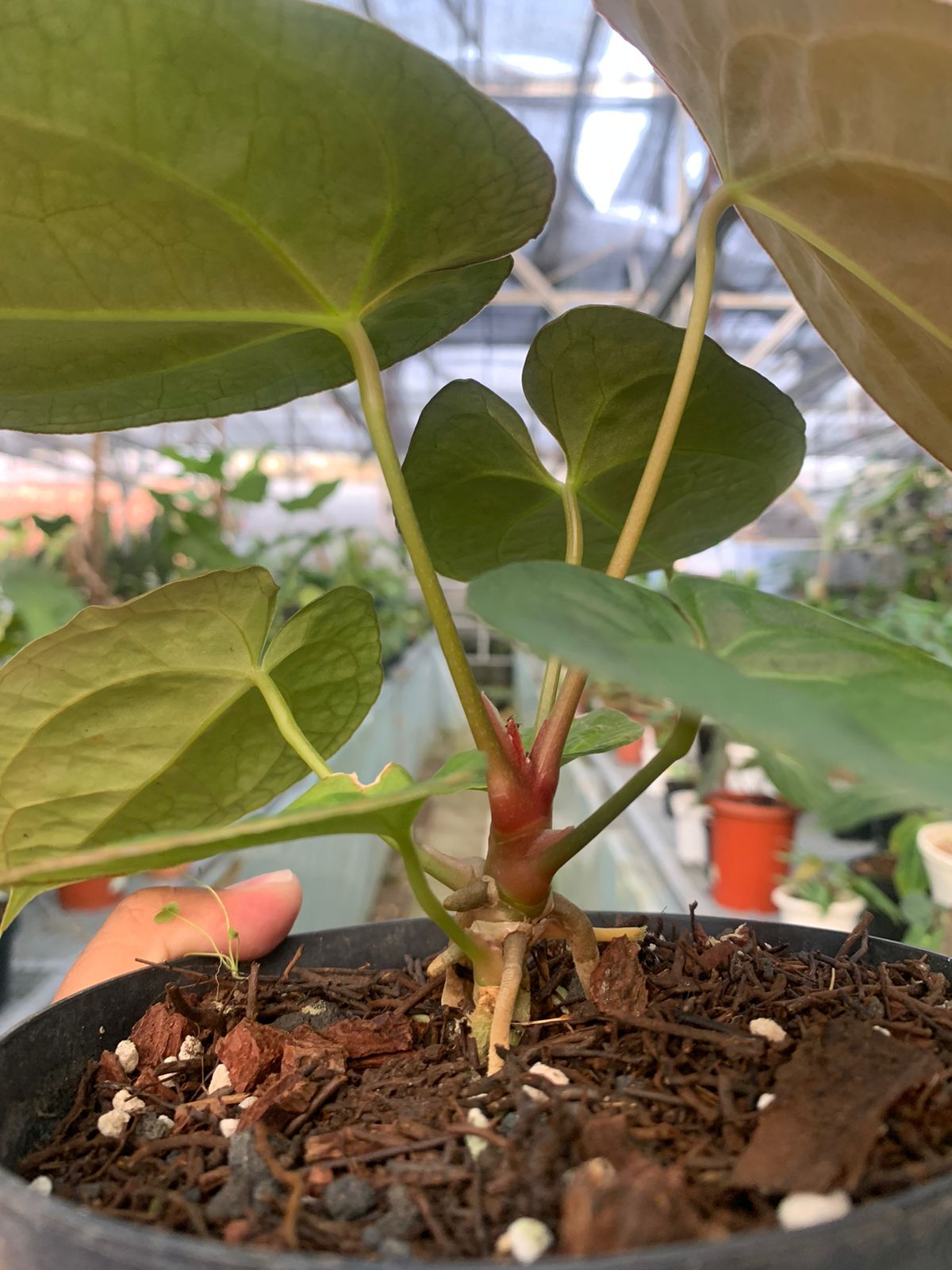 Anthurium Papilaminum x Villenaorum