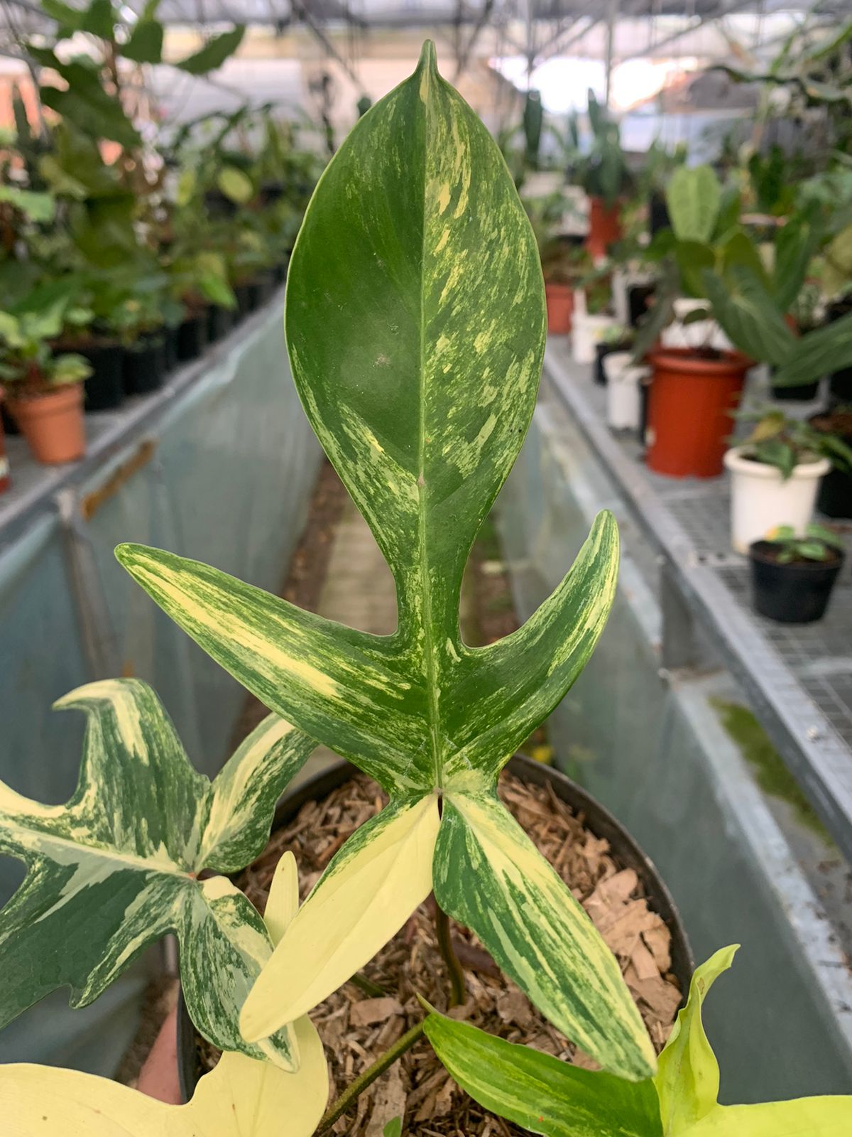 Philodendron Florida Beauty