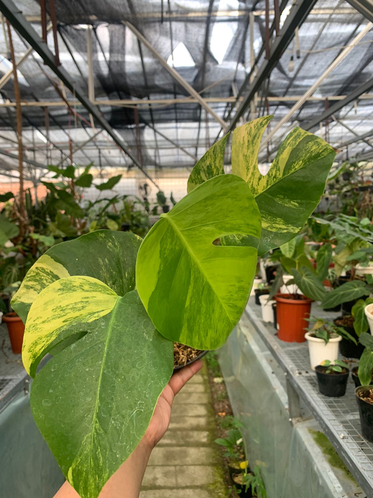 Monstera yellow variegated &quot;Marmorata&quot;