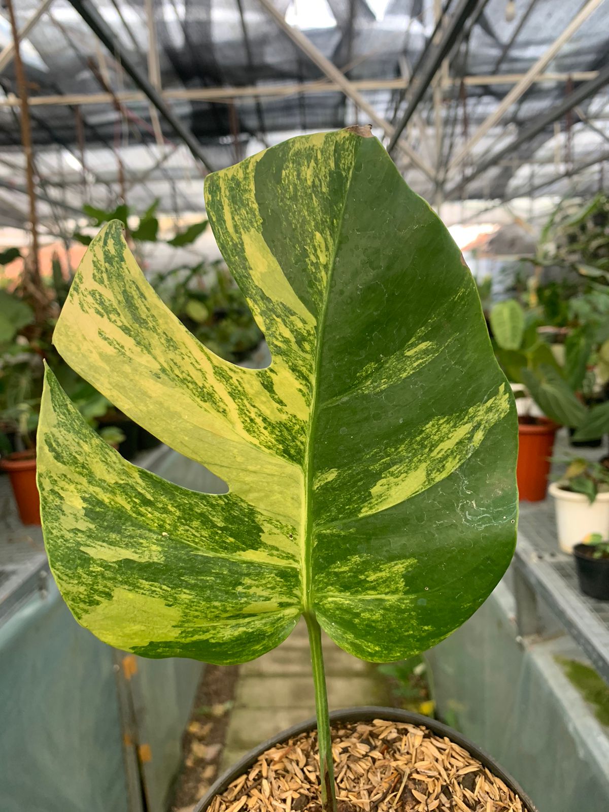 Monstera yellow variegated &quot;Marmorata&quot;