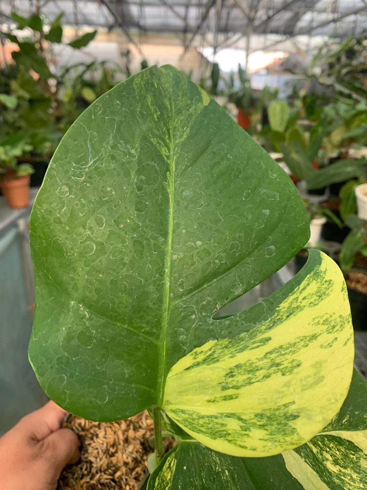 Monstera yellow variegated &quot;Marmorata&quot;