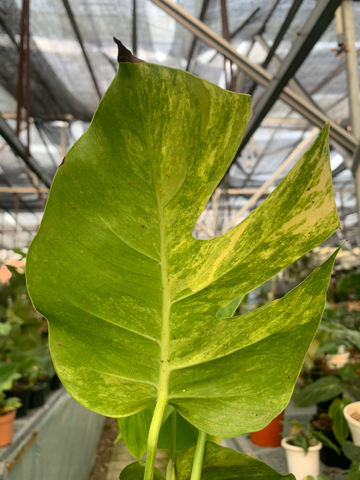 Monstera yellow variegated &quot;Marmorata&quot;