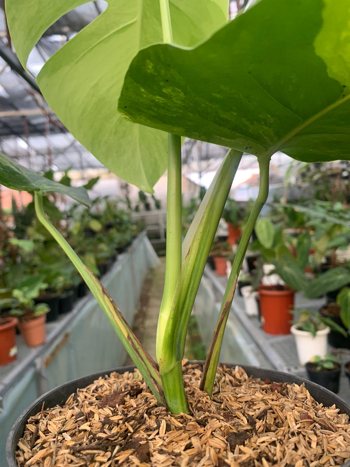 Monstera yellow variegated &quot;Marmorata&quot;