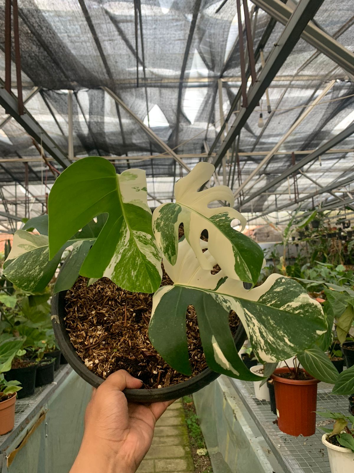 Monstera Albo Variegated