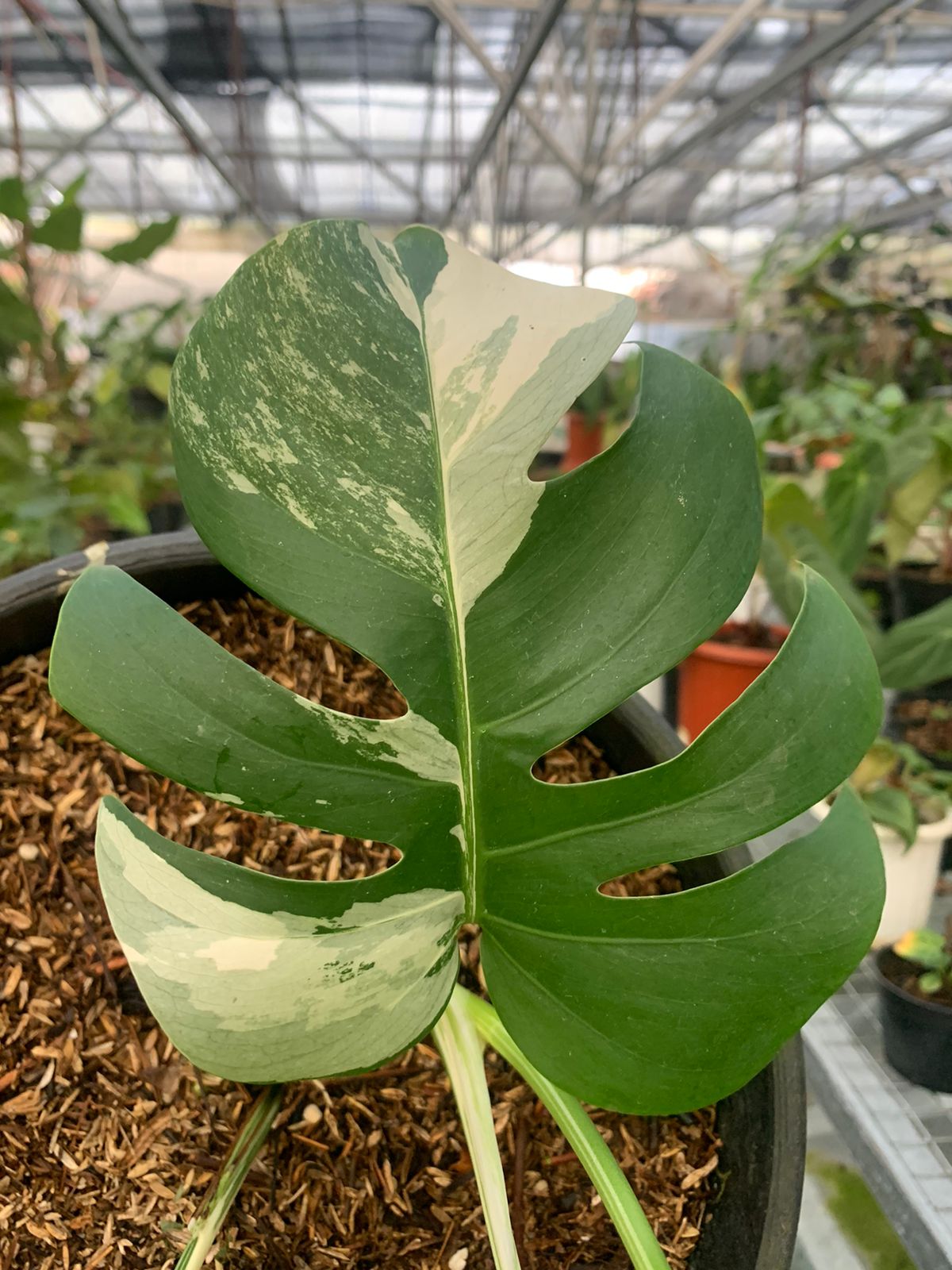 Monstera Albo Variegated