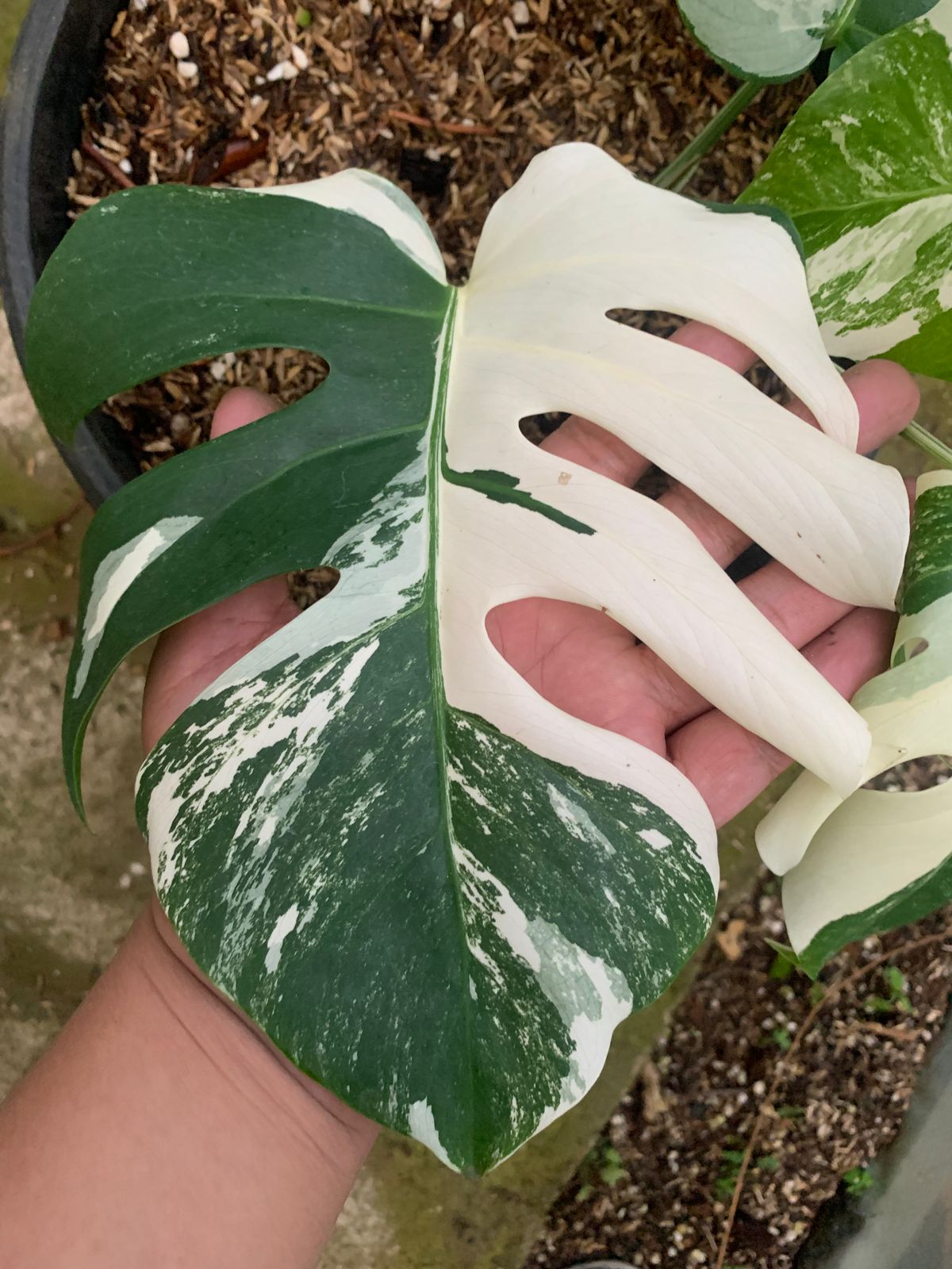 Monstera Albo Variegated