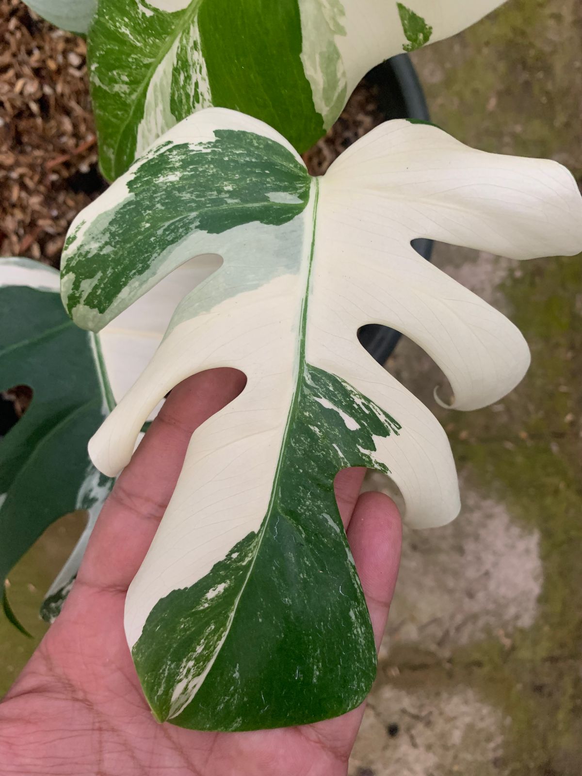 Monstera Albo Variegated