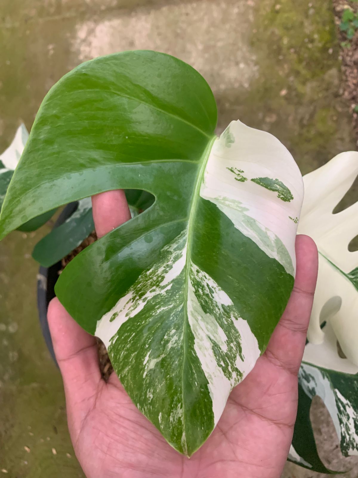 Monstera Albo Variegated