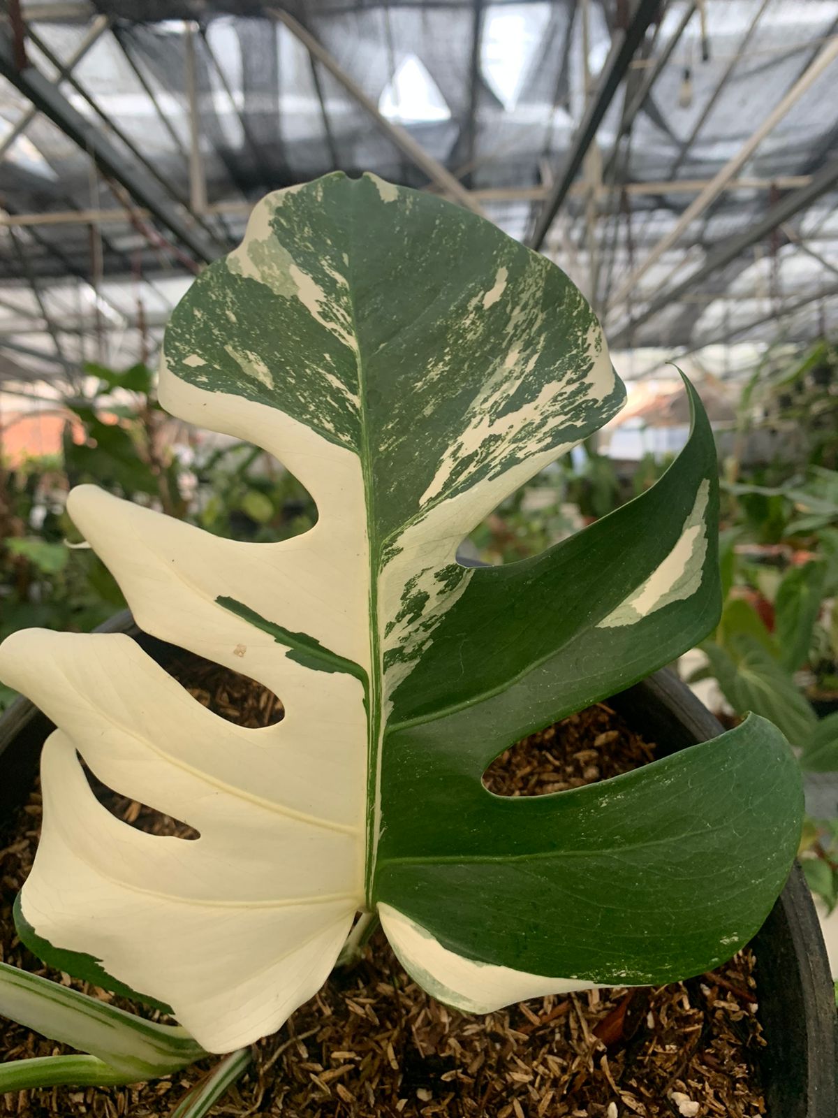 Monstera Albo Variegated