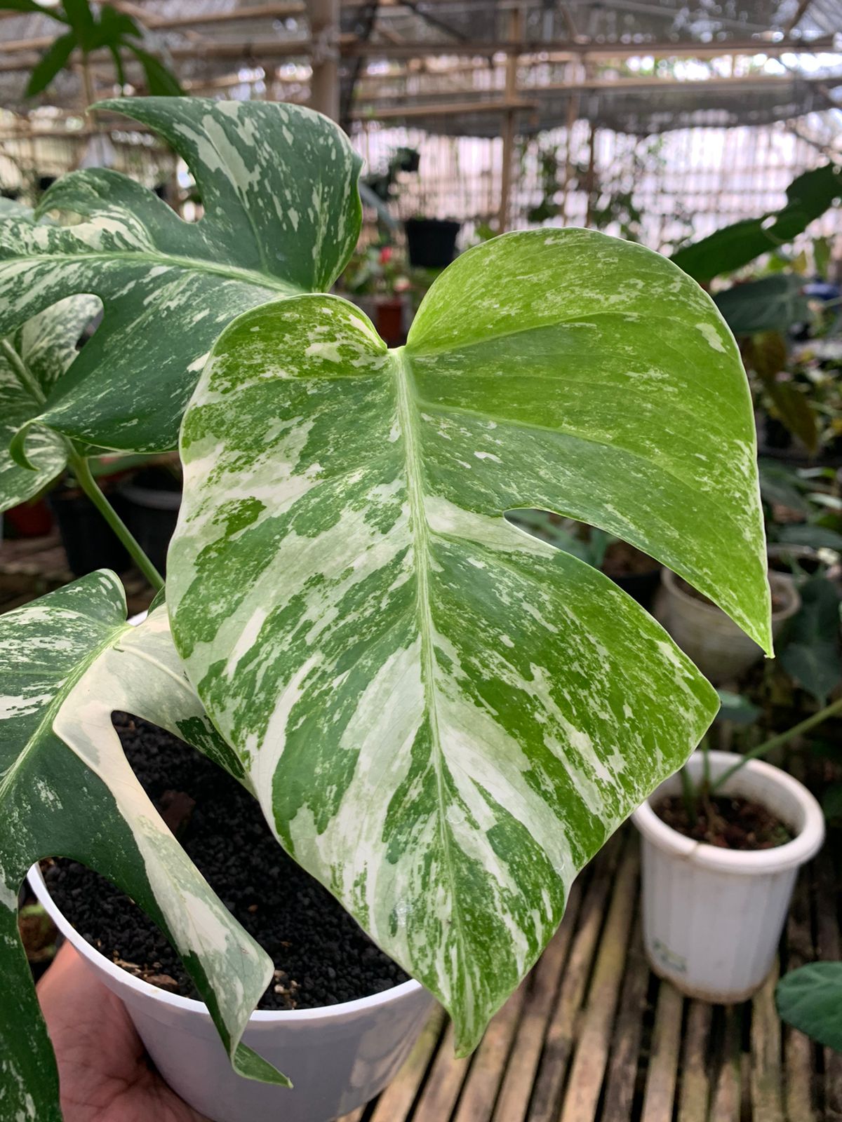 Monstera albo white tiger