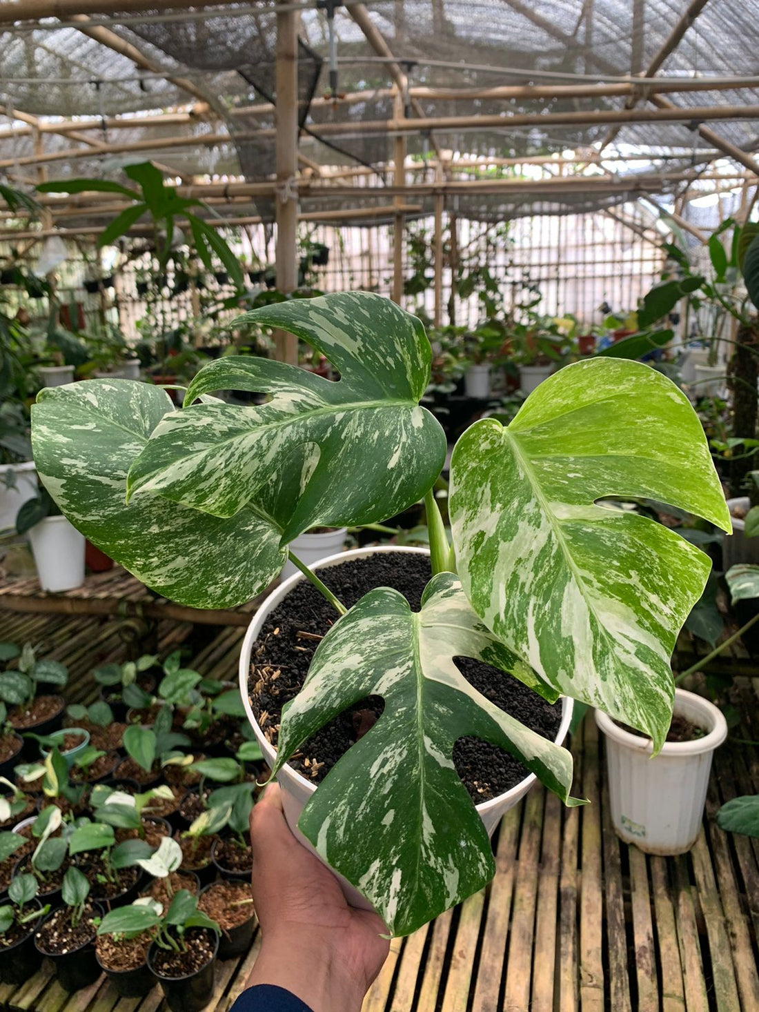 Monstera albo white tiger