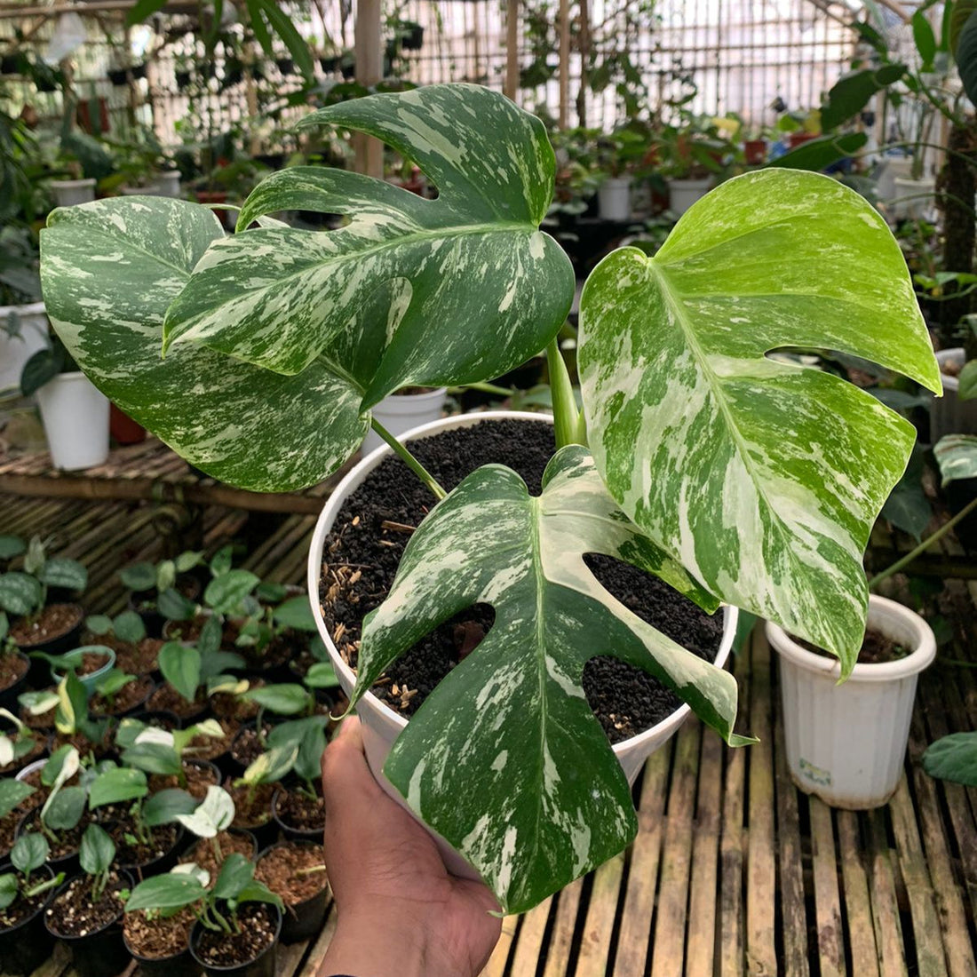 🎁 Monstera albo white tiger (100% off)