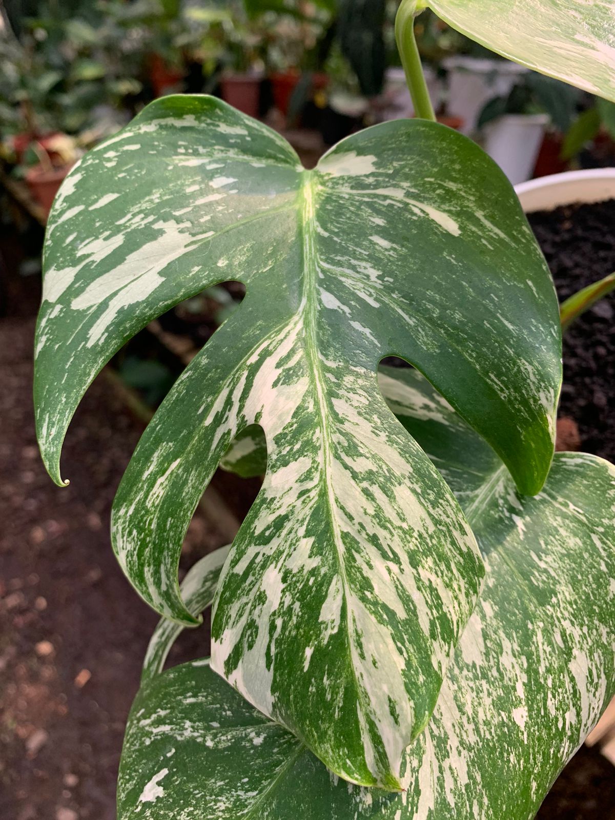 Monstera albo white tiger