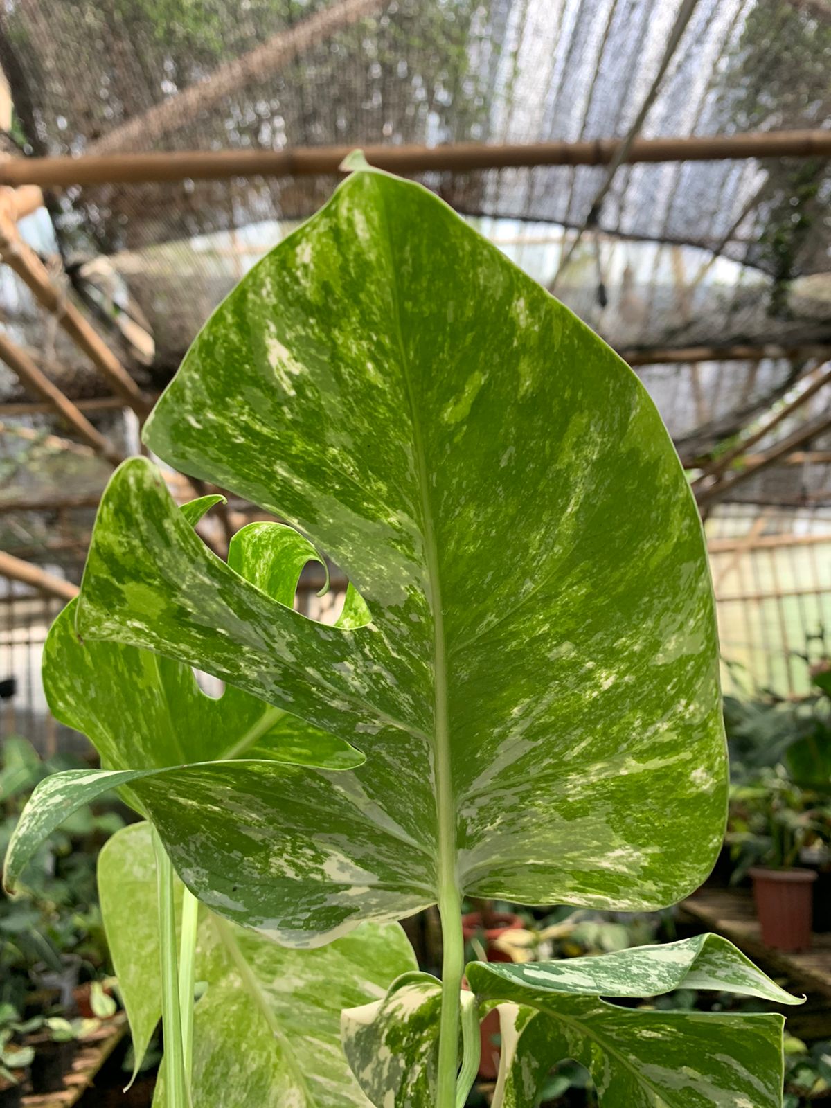 Monstera albo white tiger