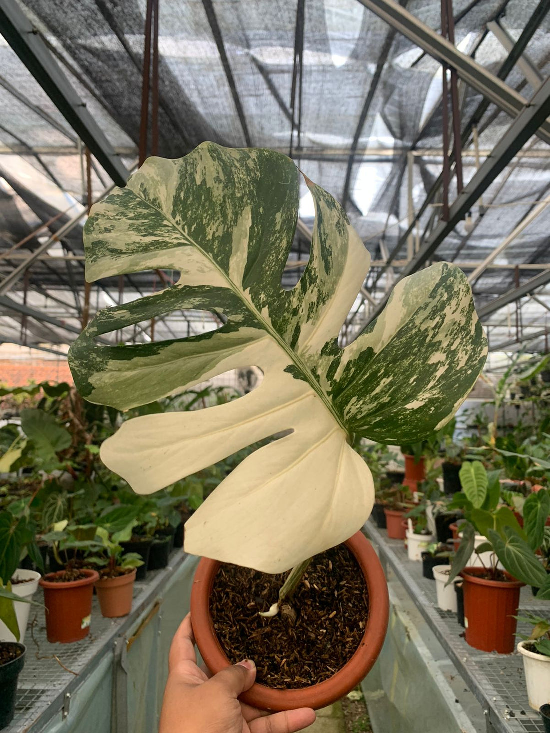 Fresh Cutting 1 leaf - Monstera albo variegated