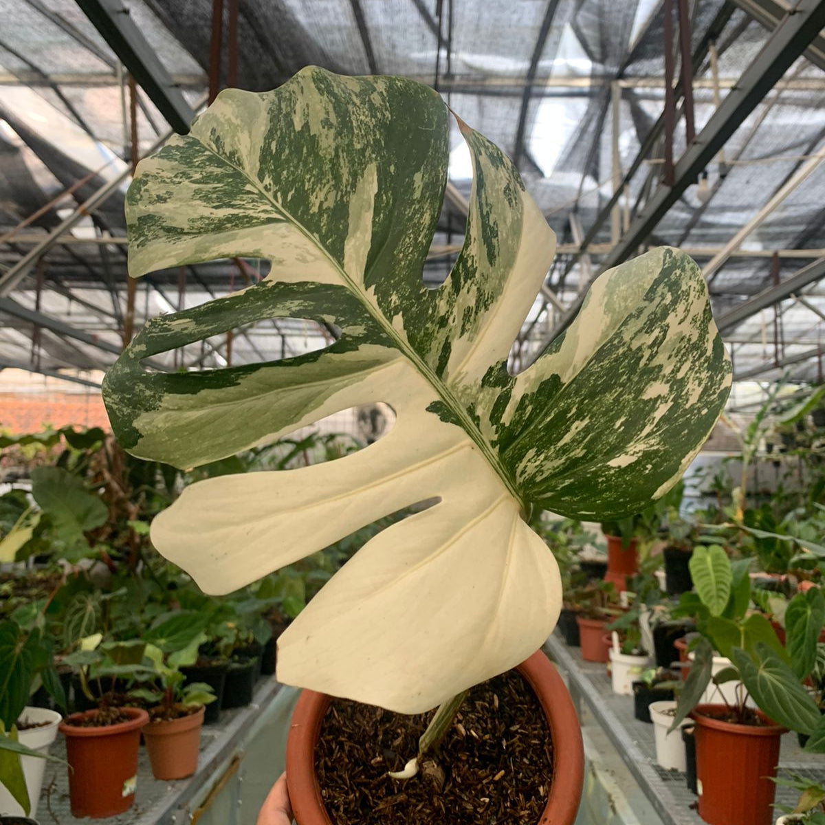 🎁 Monstera albo variegated 1 leaf (Fresh cutting) (100% off)