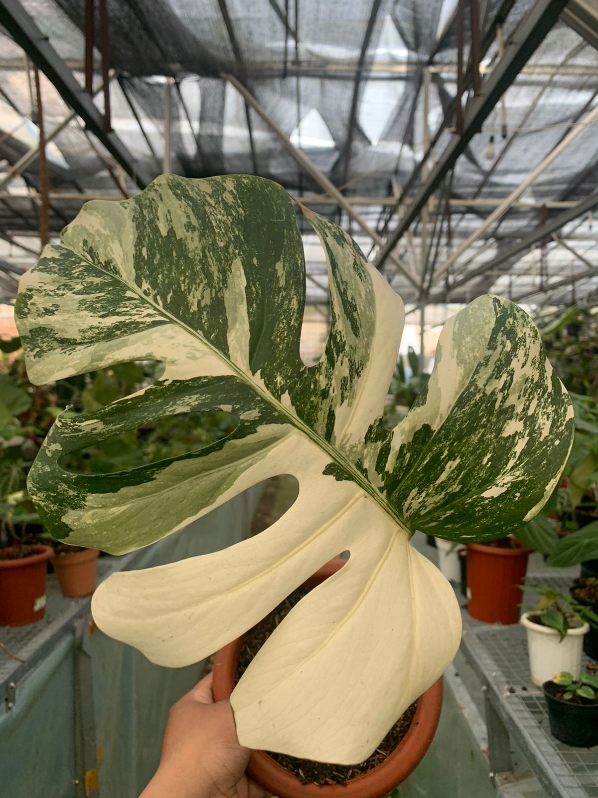 Fresh Cutting 1 leaf - Monstera albo variegated