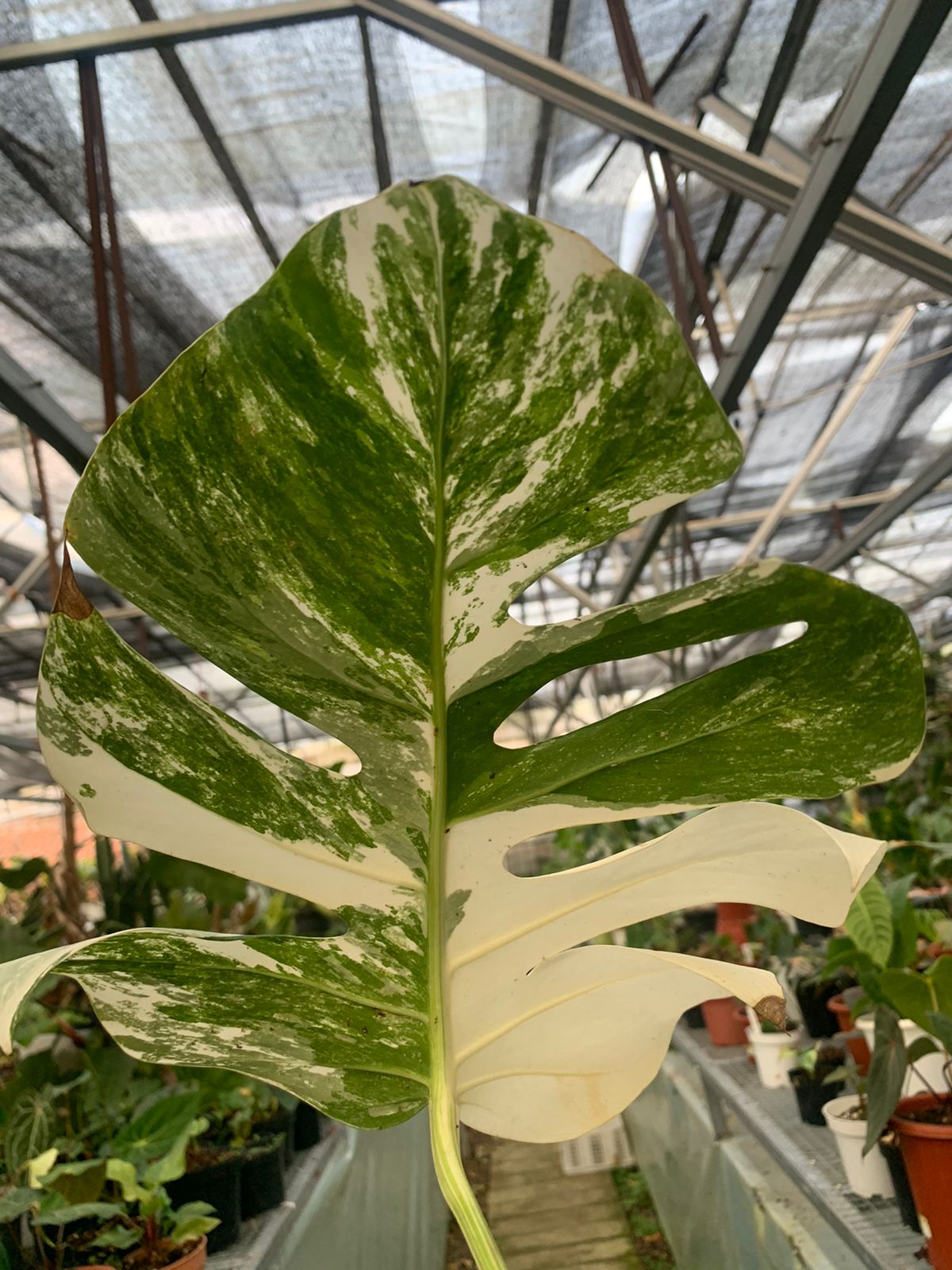 Monstera albo variegated 1 leaf (Fresh cutting)