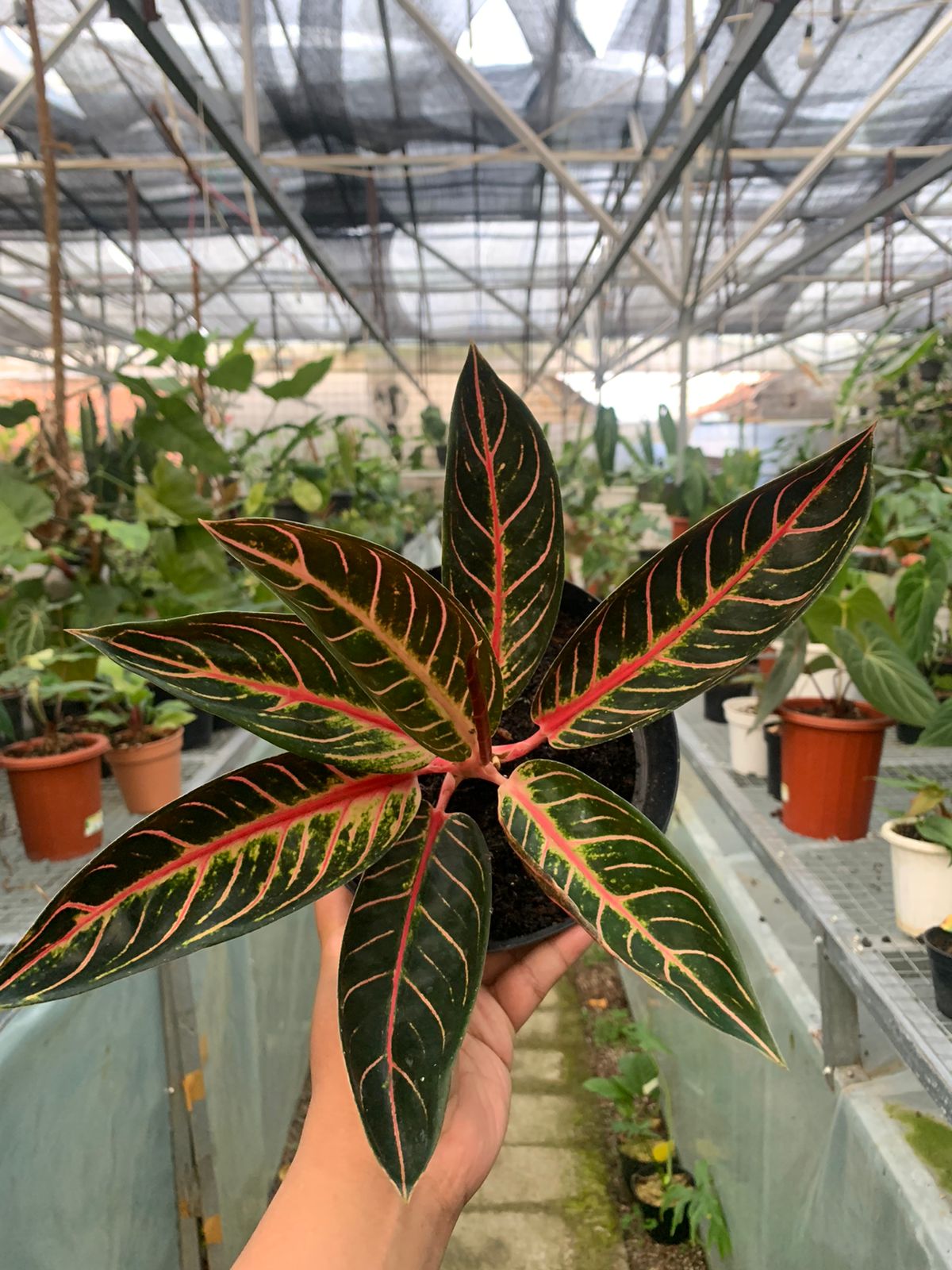 Aglaonema Redsum