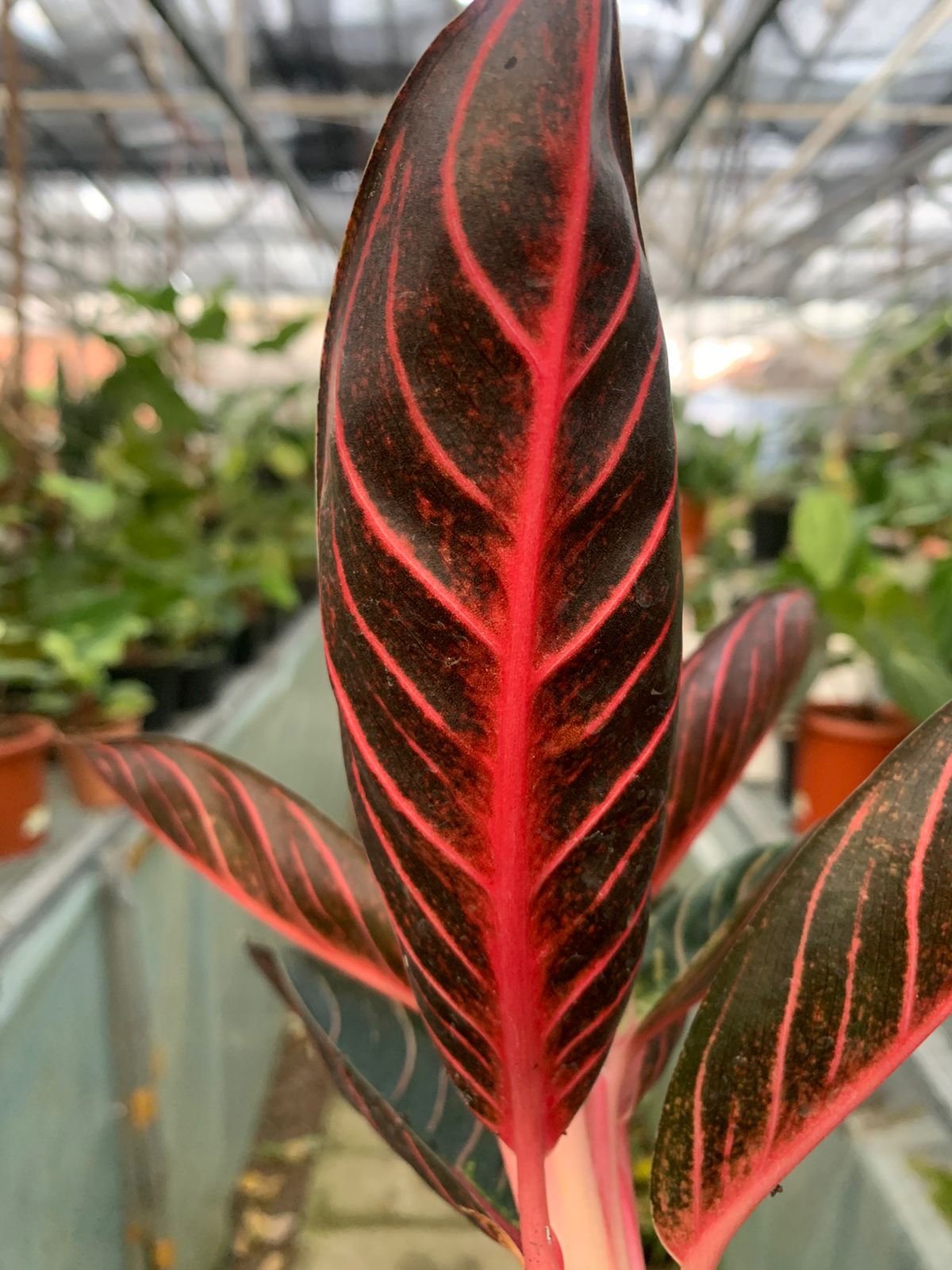 Aglaonema Redsum