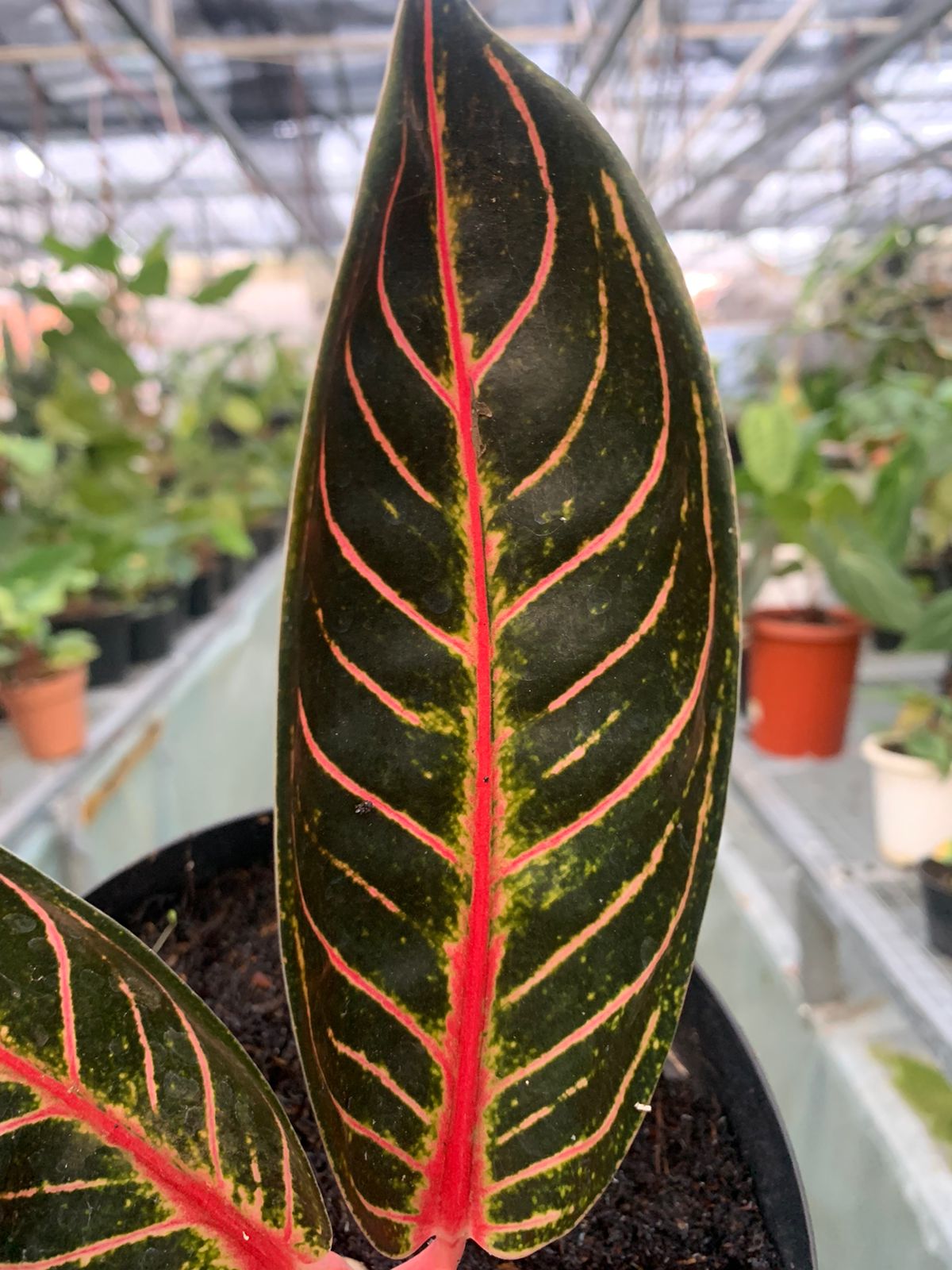 black sumatra aglaonema price Aglaonema Redsum