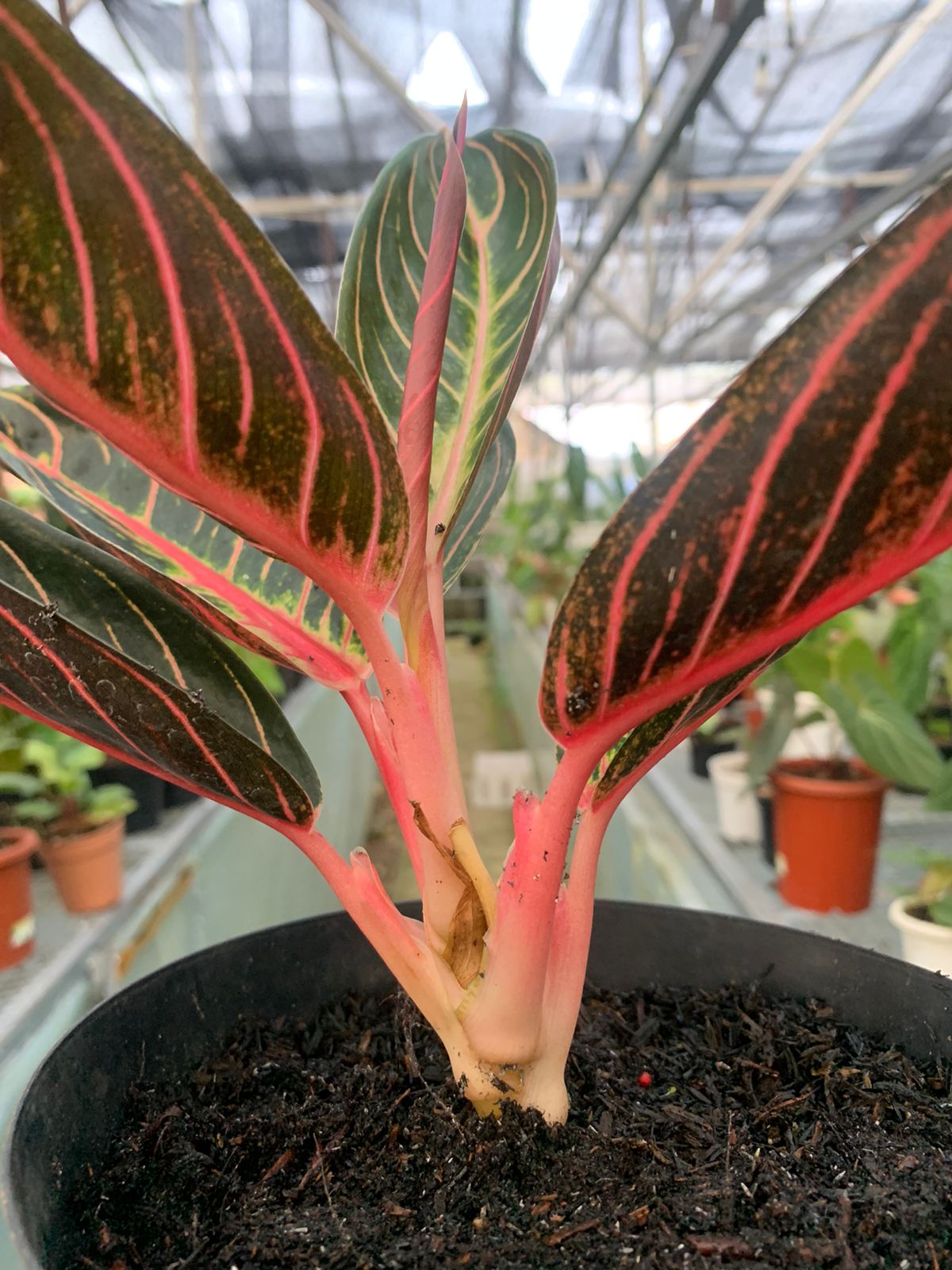 aglaonema red sumatra Aglaonema Redsum – Greenspaces.id